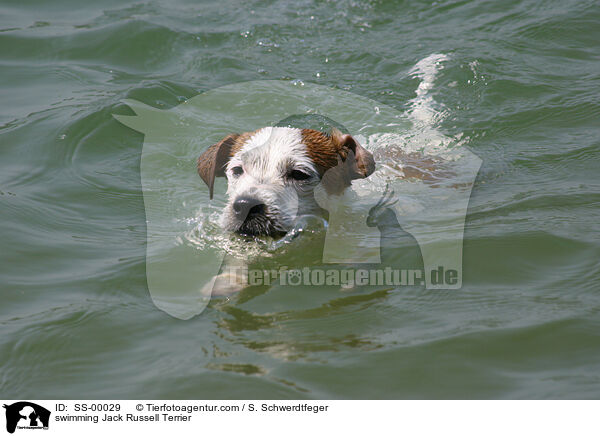 schwimmender Jack Russell Terrier / swimming Jack Russell Terrier / SS-00029