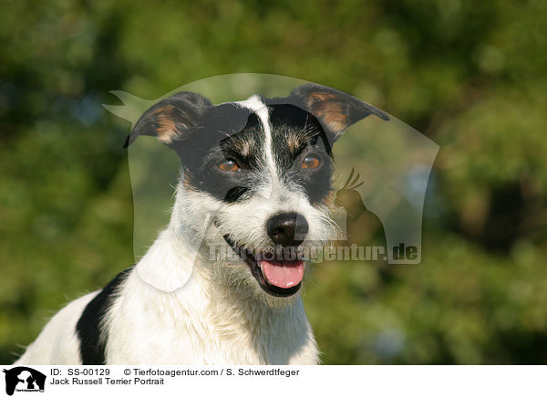 Jack Russell Terrier Portrait / SS-00129