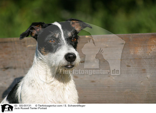 Jack Russell Terrier Portrait / SS-00131