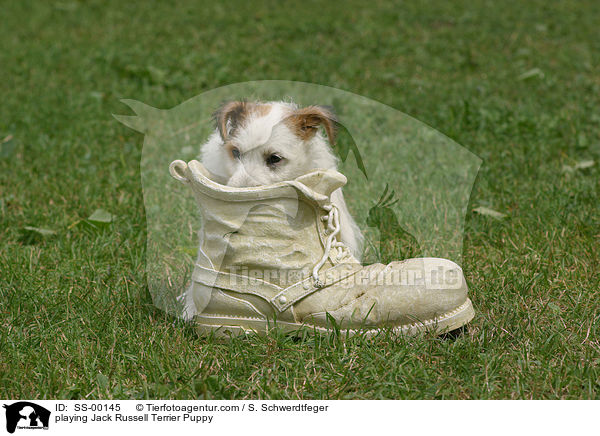 playing Jack Russell Terrier Puppy / SS-00145