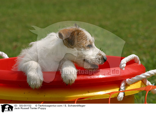 Jack Russell Terrier Puppy / SS-00152