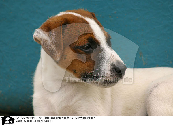 Jack Russell Terrier Puppy / SS-00154