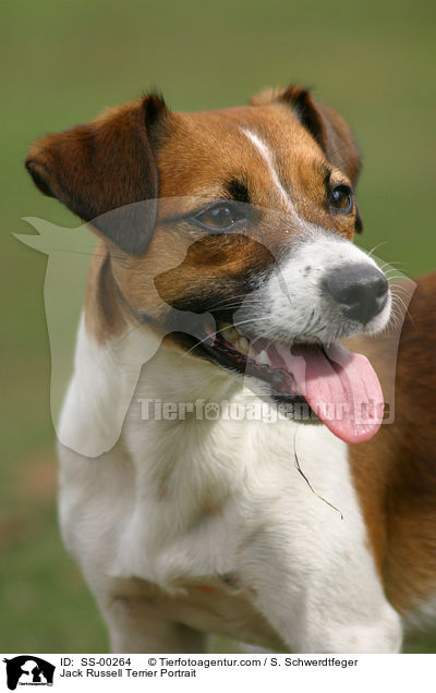 Jack Russell Terrier Portrait / SS-00264