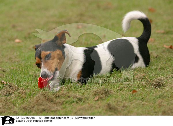 spielender Jack Russell Terrier / playing Jack Russell Terrier / SS-00266