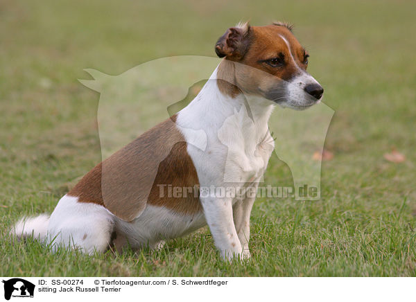 sitzender Jack Russell Terrier / sitting Jack Russell Terrier / SS-00274