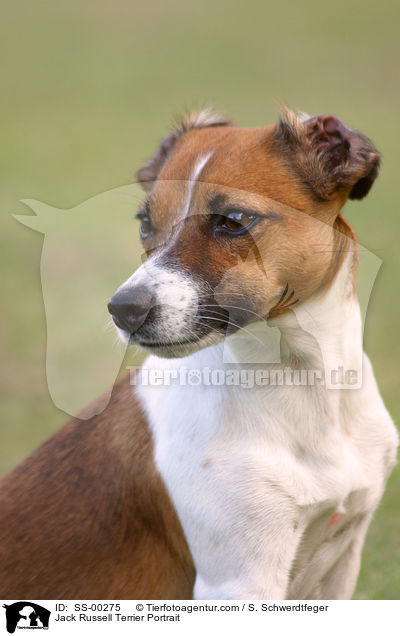 Jack Russell Terrier Portrait / Jack Russell Terrier Portrait / SS-00275