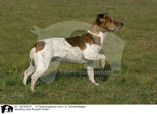 stehender Jack Russell Terrier / standing Jack Russell Terrier / SS-00474