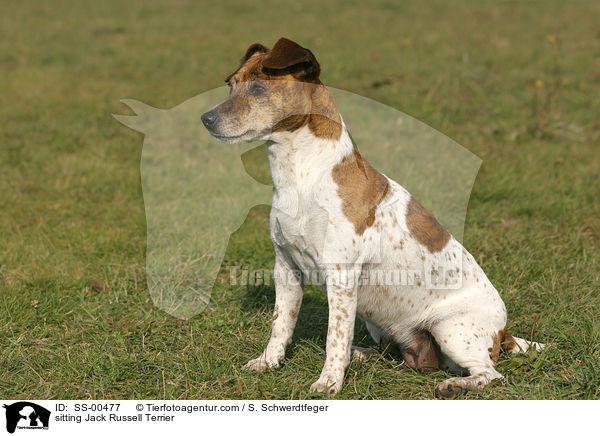 sitzender Jack Russell Terrier / sitting Jack Russell Terrier / SS-00477