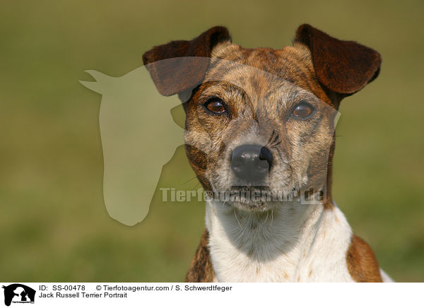 Jack Russell Terrier Portrait / Jack Russell Terrier Portrait / SS-00478