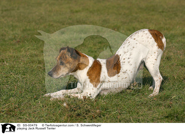 spielender Jack Russell Terrier / playing Jack Russell Terrier / SS-00479
