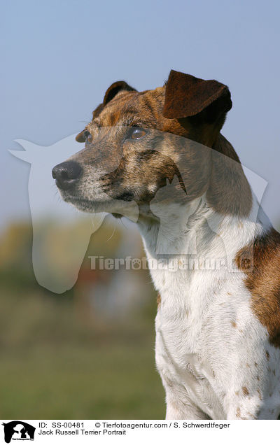 Jack Russell Terrier Portrait / Jack Russell Terrier Portrait / SS-00481