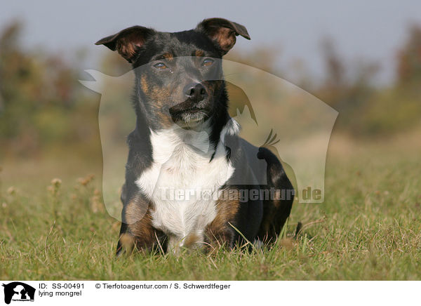 liegender Terrier-Mischling / lying mongrel / SS-00491