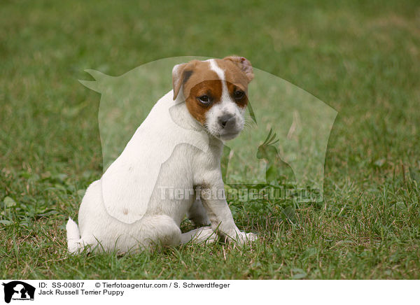 Jack Russell Terrier Welpe / Jack Russell Terrier Puppy / SS-00807