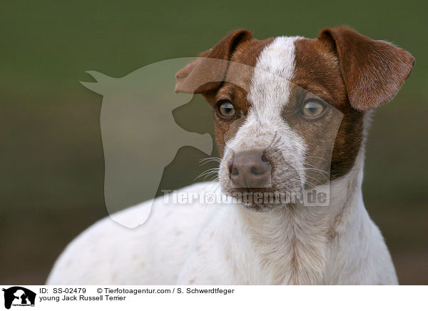 junger Jack Russell Terrier / young Jack Russell Terrier / SS-02479