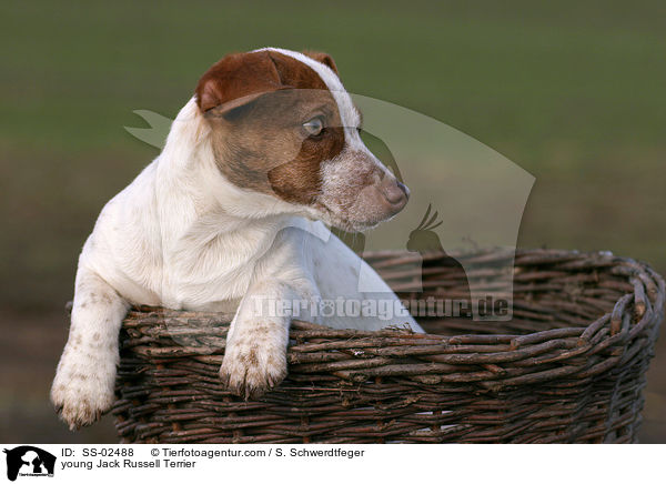 junger Jack Russell Terrier / young Jack Russell Terrier / SS-02488