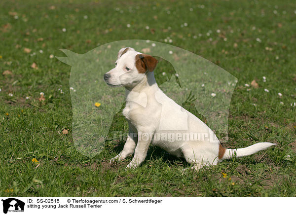 sitzender junger Jack Russell Terrier / SS-02515