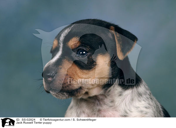 Jack Russell Terrier Welpe im Studio / Jack Russell Terrier puppy / SS-02824