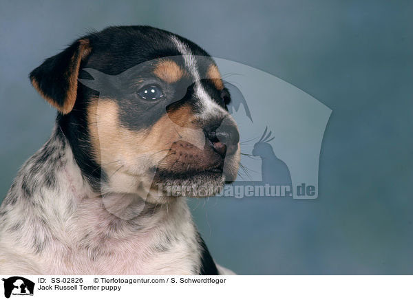 Jack Russell Terrier Welpe im Studio / Jack Russell Terrier puppy / SS-02826
