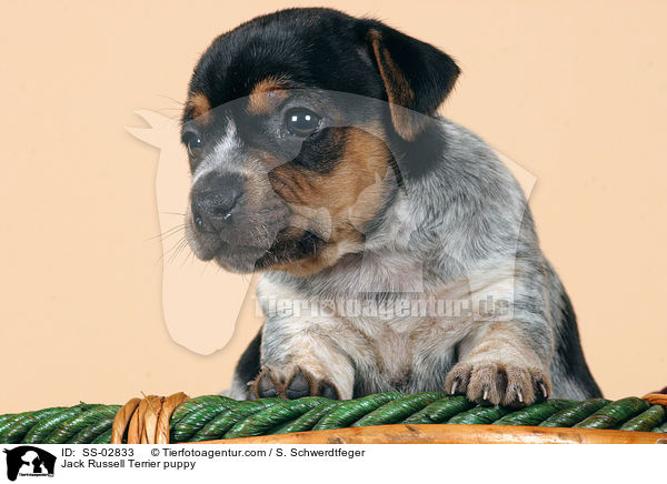 Jack Russell Terrier Welpe im Studio / Jack Russell Terrier puppy / SS-02833