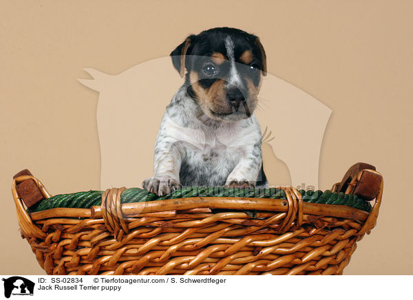 Jack Russell Terrier Welpe im Studio / Jack Russell Terrier puppy / SS-02834