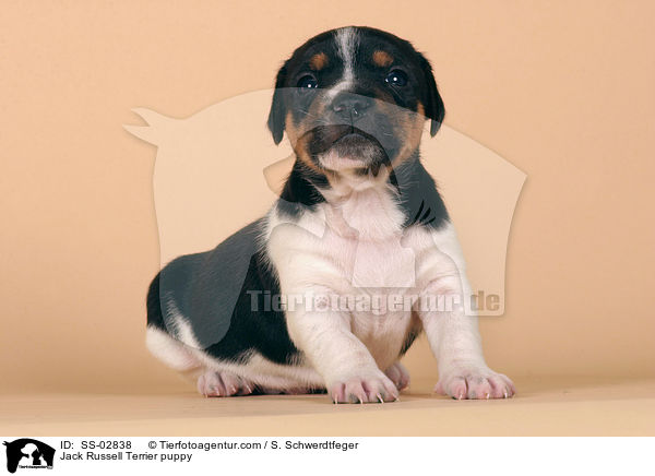 Jack Russell Terrier Welpe im Studio / Jack Russell Terrier puppy / SS-02838