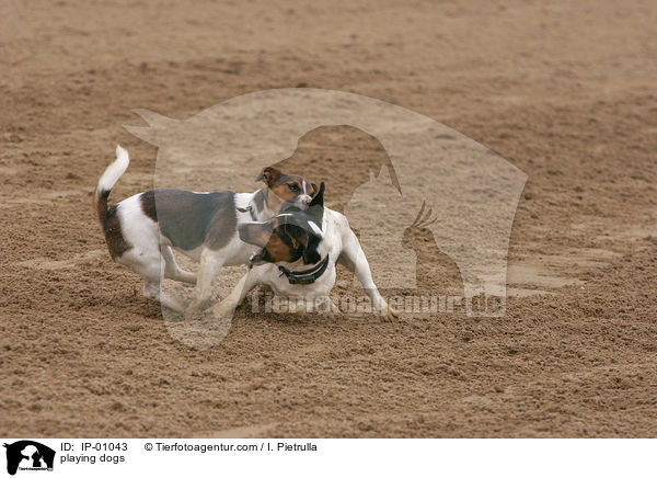 spielende Hunde / playing dogs / IP-01043