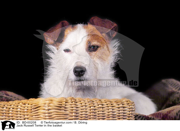 Jack Russell Terrier im Krbchen / Jack Russell Terrier in the basket / BD-00208