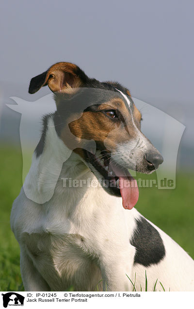 Jack Russell Terrier Portrait / Jack Russell Terrier Portrait / IP-01245