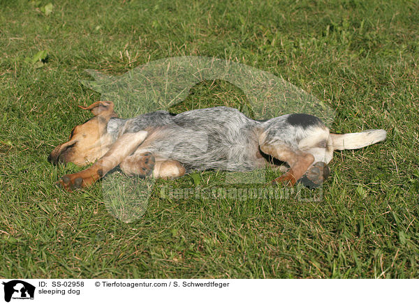 schlafender Hund / sleeping dog / SS-02958
