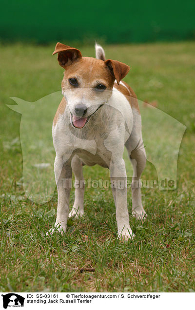 standing Jack Russell Terrier / SS-03161