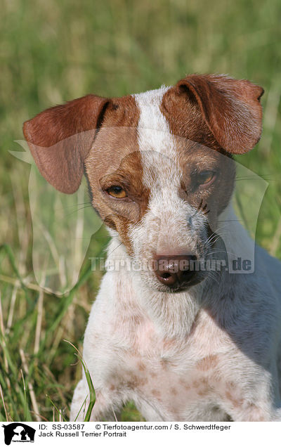 Jack Russell Terrier Portrait / Jack Russell Terrier Portrait / SS-03587
