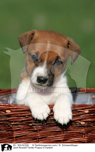 Jack Russell Terrier Welpe im Krbchen / Jack Russell Terrier Puppy in basket / SS-04326