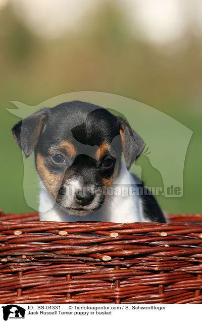 Jack Russell Terrier Welpe im Krbchen / Jack Russell Terrier puppy in basket / SS-04331