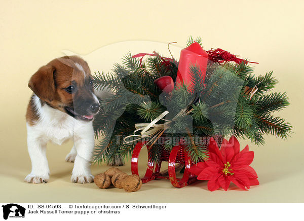 Jack Russell Terrier puppy on christmas / SS-04593