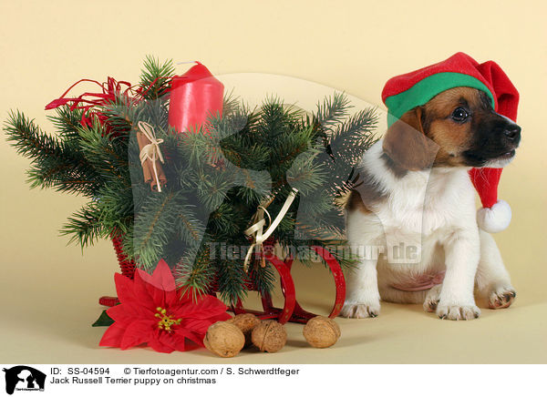 Jack Russell Terrier puppy on christmas / SS-04594