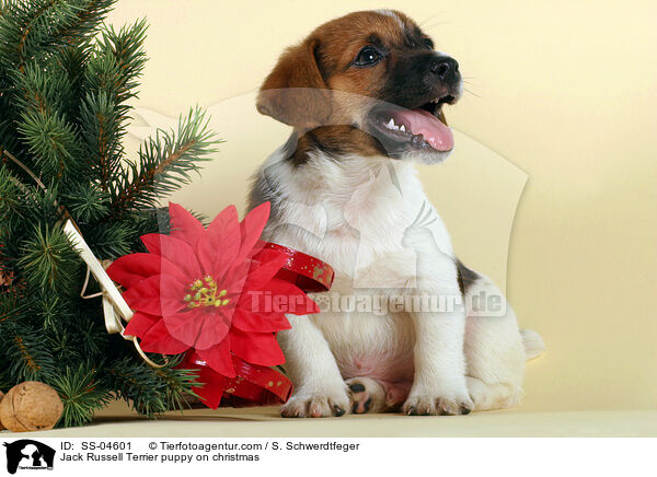 Jack Russell Terrier Welpe zu Weihnachten / Jack Russell Terrier puppy on christmas / SS-04601