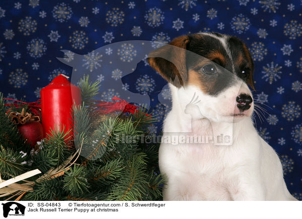 Jack Russell Terrier Puppy at christmas / SS-04843