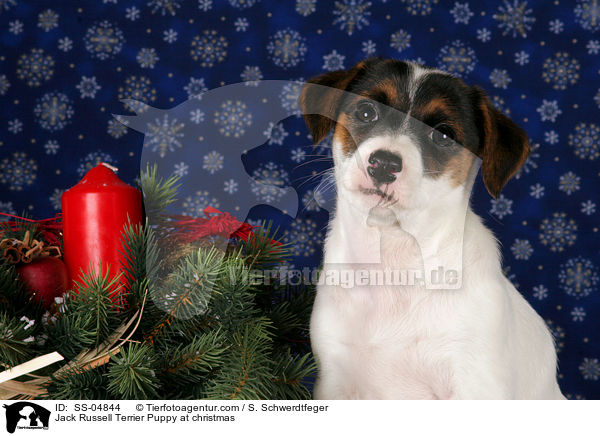 Jack Russell Terrier Welpe zu Weihnachten / Jack Russell Terrier Puppy at christmas / SS-04844