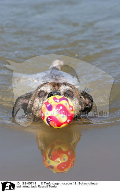 schwimmender Jack Russell Terrier / swimming Jack Russell Terrier / SS-05718