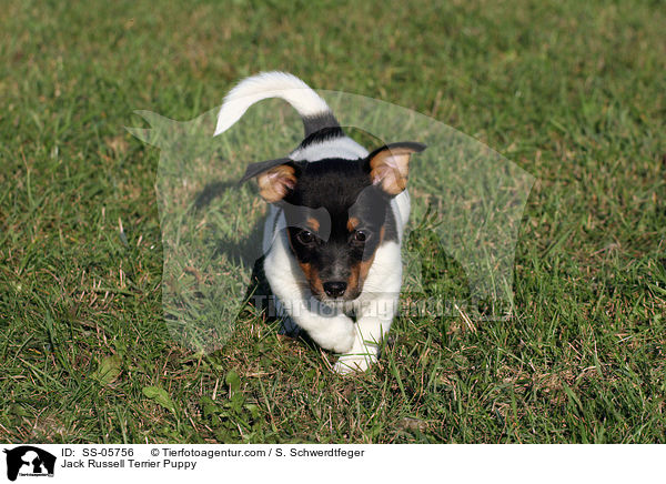 Jack Russell Terrier Welpe / Jack Russell Terrier Puppy / SS-05756