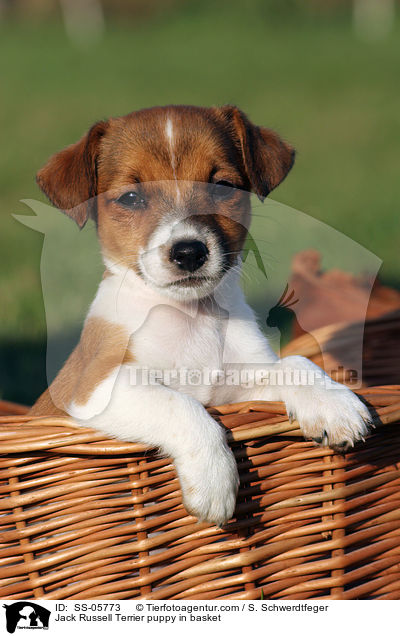 Jack Russell Terrier Welpe im Krbchen / Jack Russell Terrier puppy in basket / SS-05773