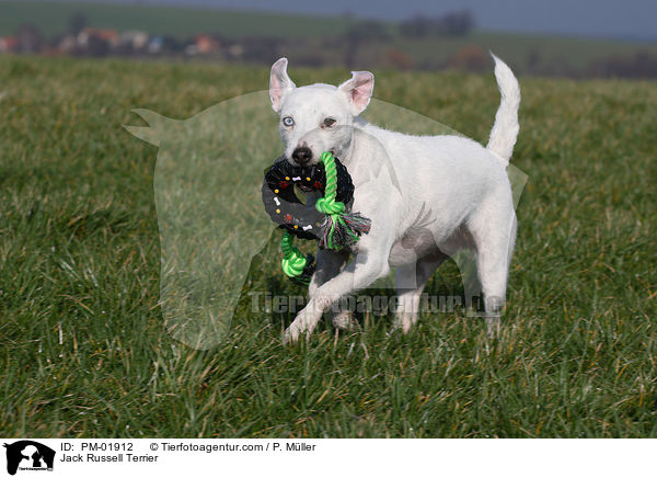 Jack Russell Terrier / Jack Russell Terrier / PM-01912