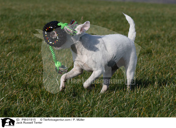 Jack Russell Terrier / Jack Russell Terrier / PM-01915