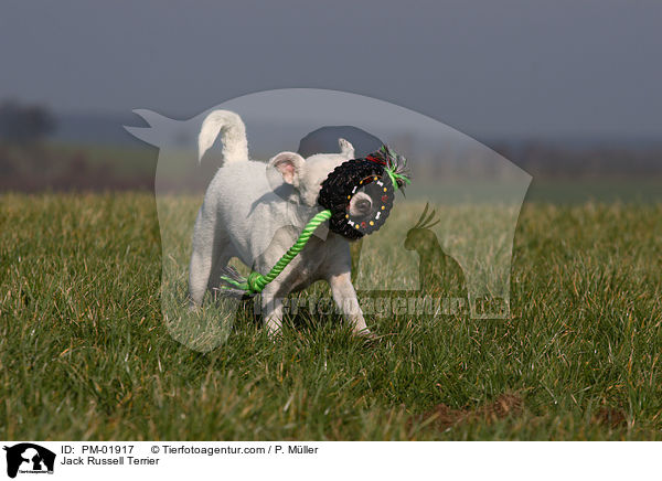 Jack Russell Terrier / Jack Russell Terrier / PM-01917