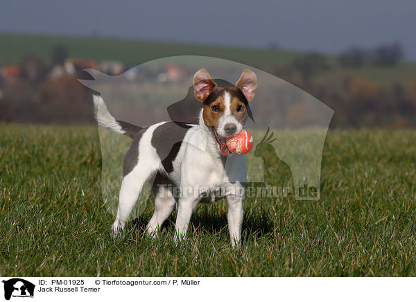 Jack Russell Terrier / Jack Russell Terrier / PM-01925