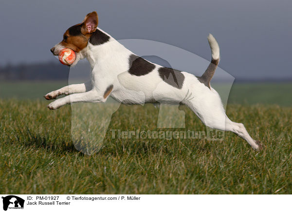 Jack Russell Terrier / Jack Russell Terrier / PM-01927