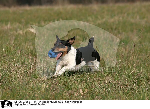 spielender Jack Russell Terrier / playing Jack Russell Terrier / SS-07353