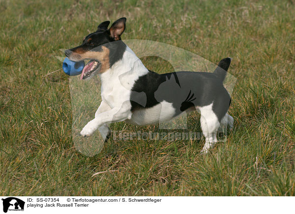 spielender Jack Russell Terrier / playing Jack Russell Terrier / SS-07354