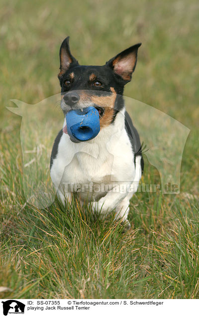 spielender Jack Russell Terrier / playing Jack Russell Terrier / SS-07355