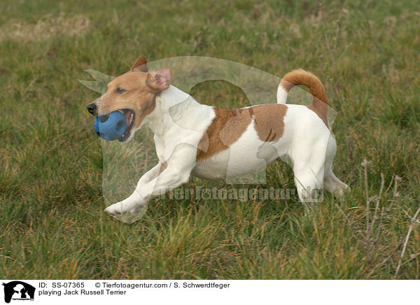 spielender Jack Russell Terrier / playing Jack Russell Terrier / SS-07365